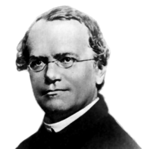 Gregor mendel